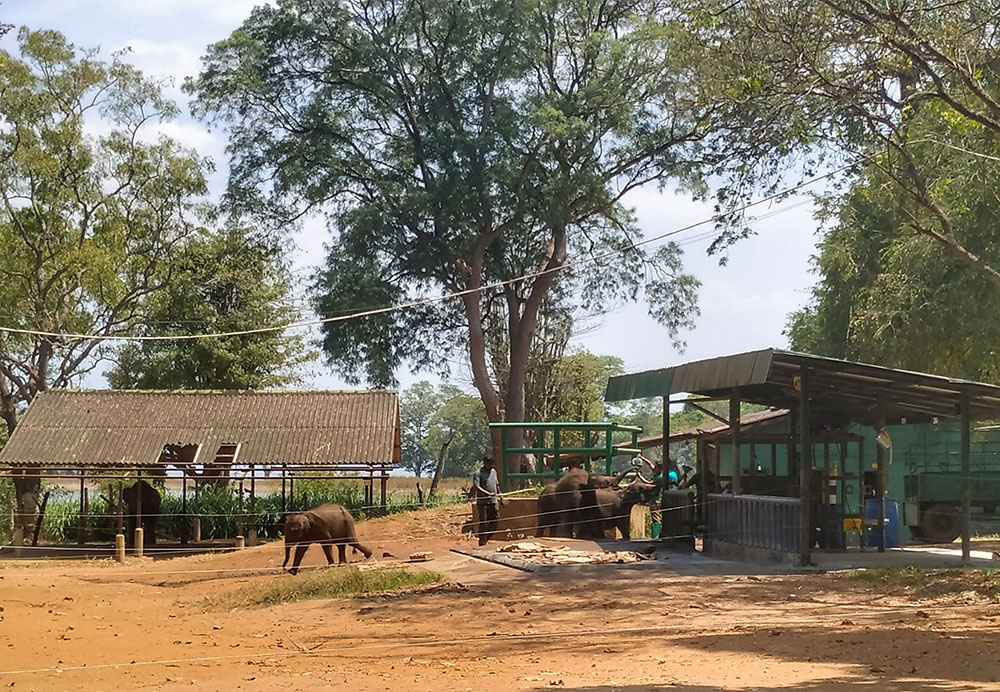 elephant transit home feeding sri lanka