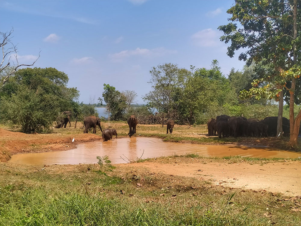 elephant transit home sri lanka