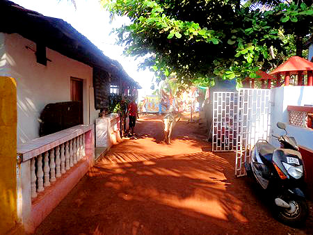 cows wandering the streets of anjuna goa 2013