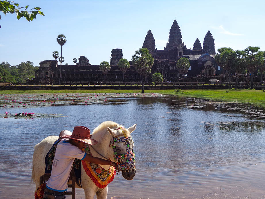 angkor wat and horse