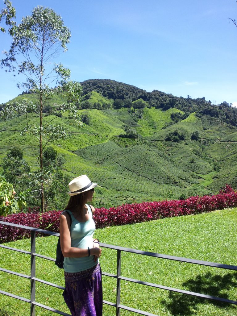 Surveying the beautiful tea plantations