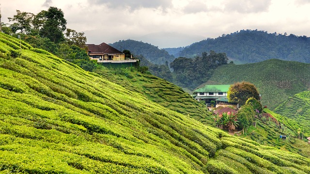 tea plantations in the cameron highlands