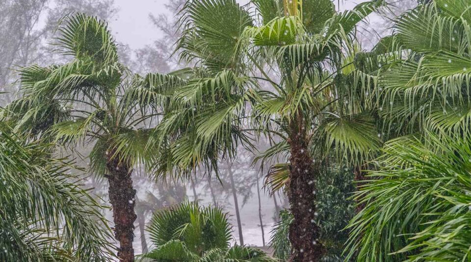 palm trees in the rain thailand in the rainy season