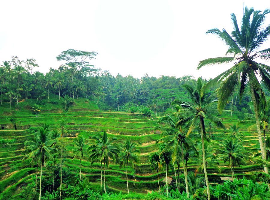 Image of stunning rice terraces near Ubud, Bali
