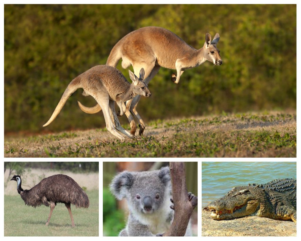 Australian wildlife animals collage