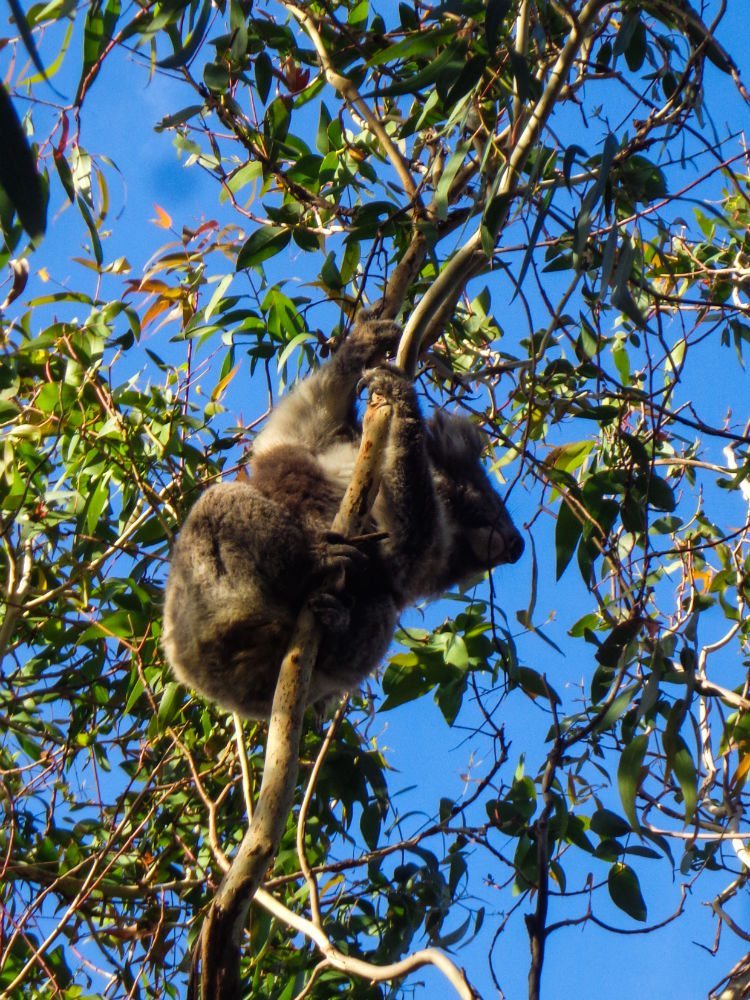 great ocean road koala in a tree