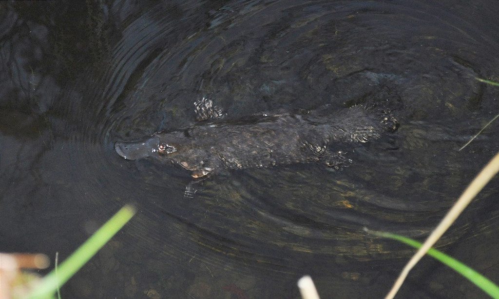 See a platypus in the wild in Eungella National Park