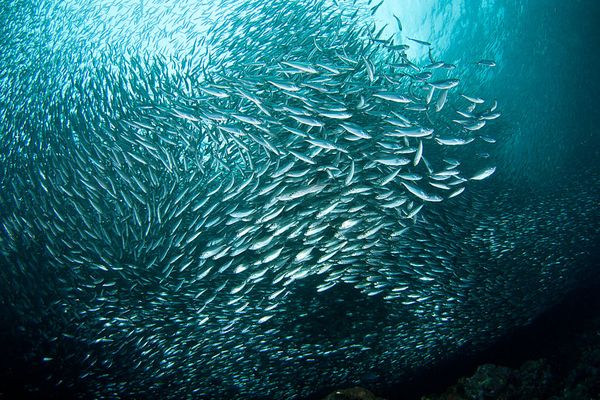 shoal sardines whitsunday islands