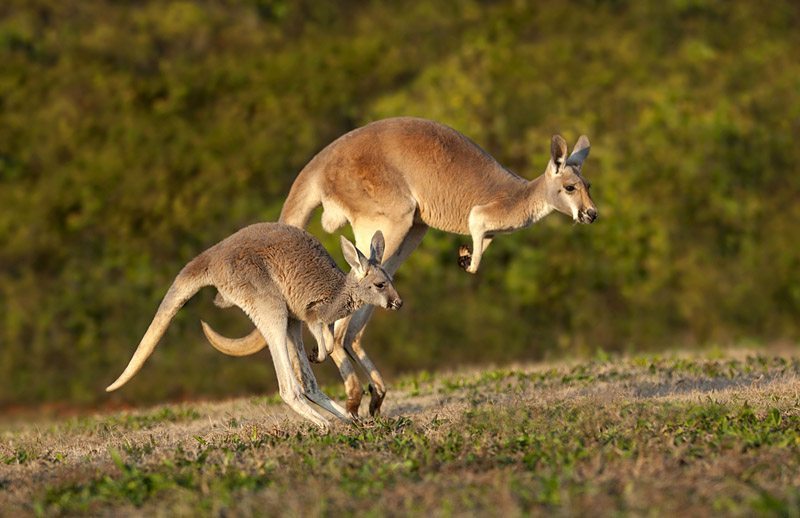 reasons to love Australia Kangaroo