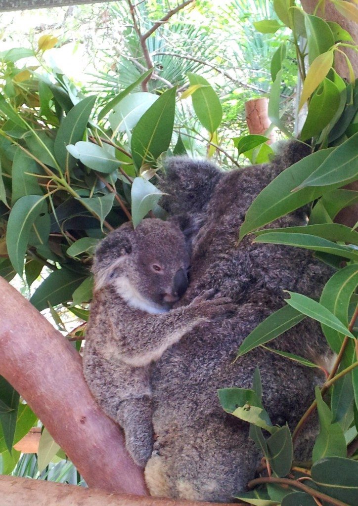 koalas cuddling