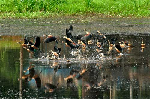 dr-salim-ali-bird-sanctuary