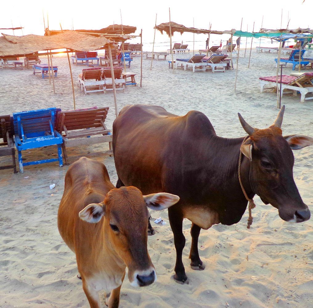 Friendly cows enjoiyng the sunset on Morjim beach, Goa