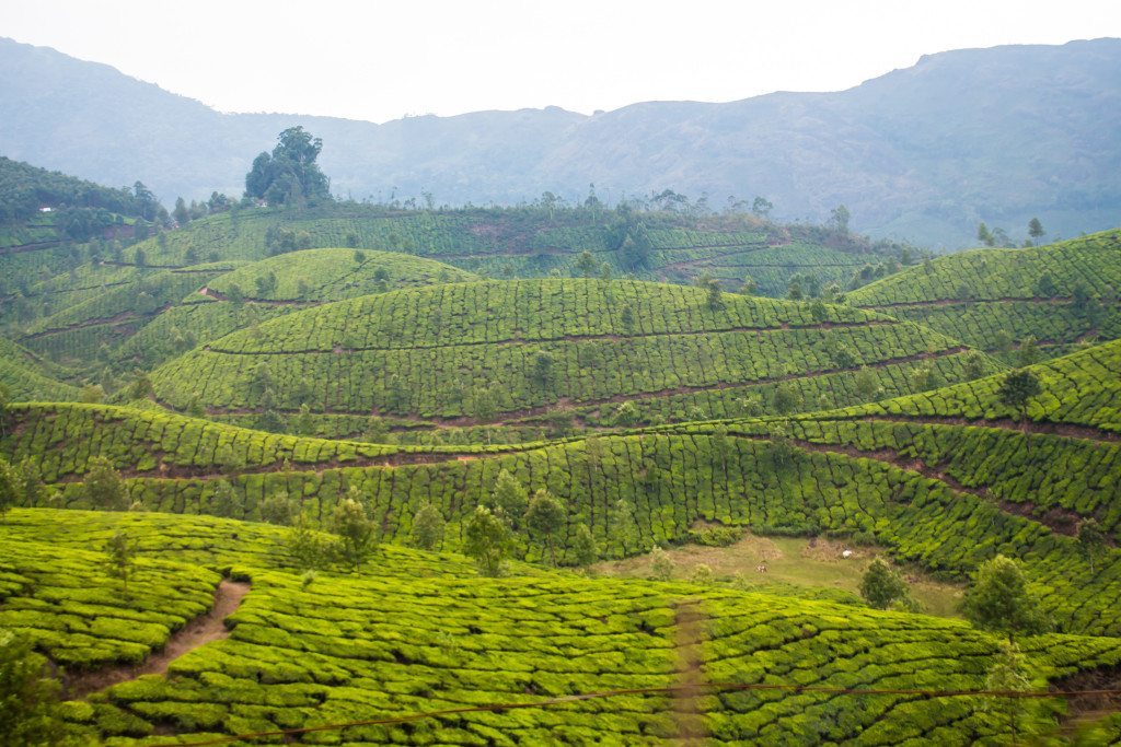 Gorgeous green views over Munnar's tea plantations 