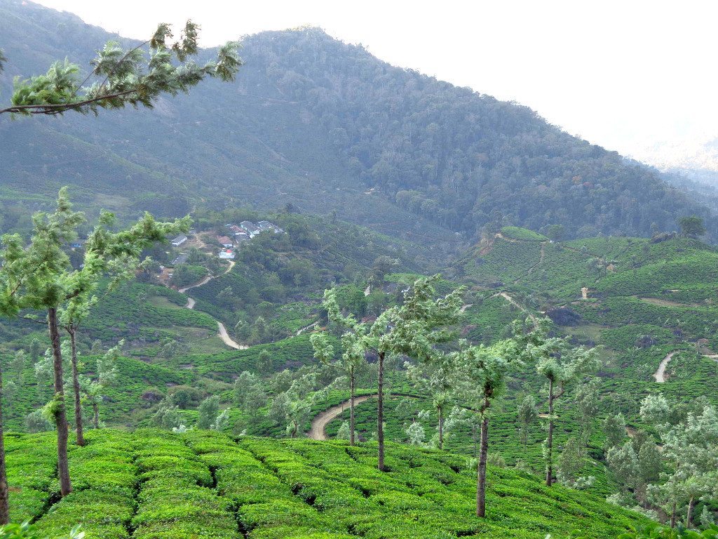 Stunning views over the tea plantations of Munnar