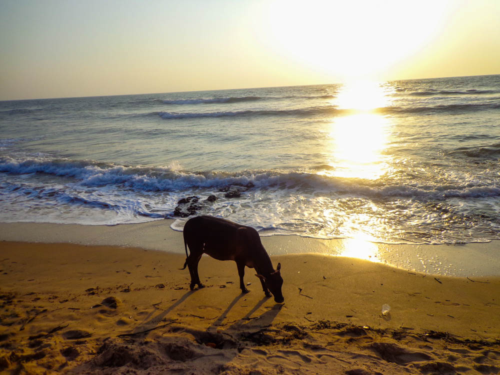 Holy Cows are everywhere in India, even roaming freely on the beaches of Goa