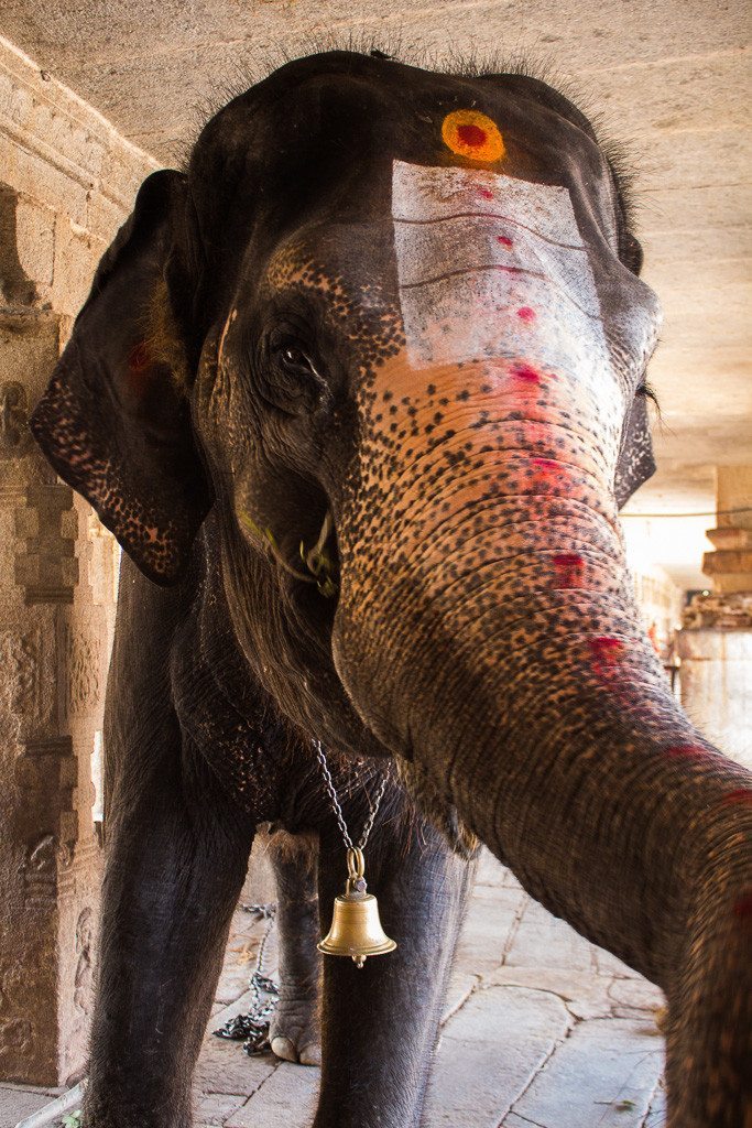 Lakshmi the temple elephant Hampi