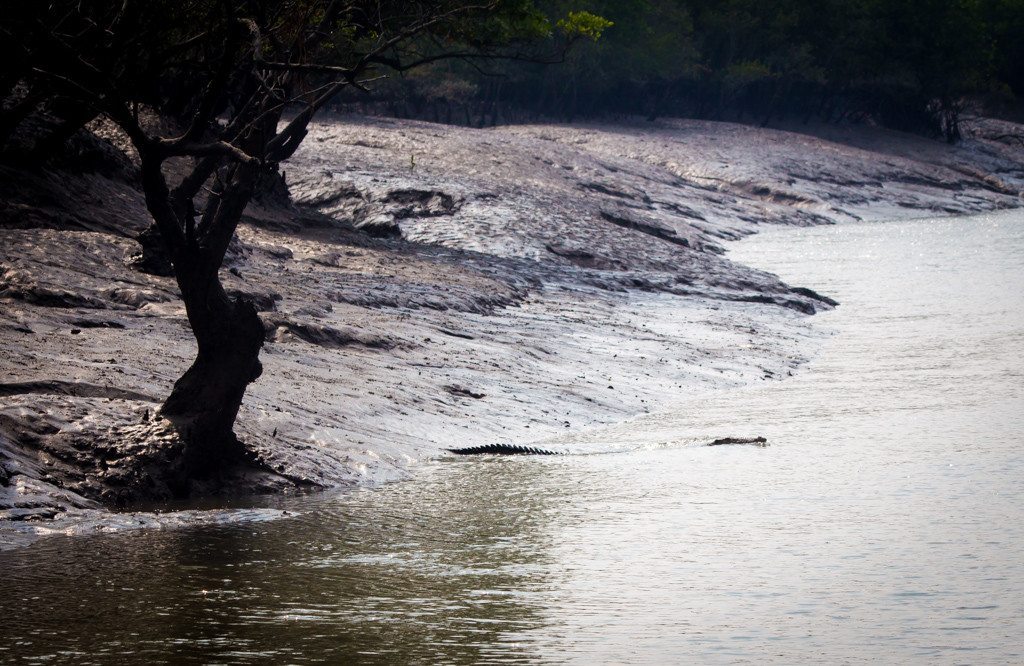 The crocdile as it slipped into the water. sorry my wildlife photography is not great - you have to be so quick!