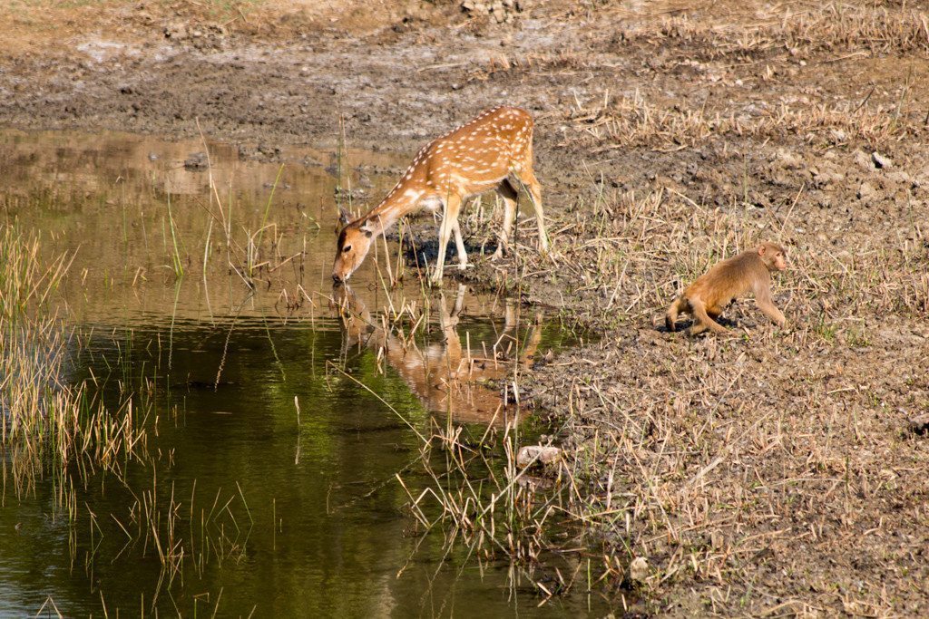 A deer and a monkey take it in turns to drink 