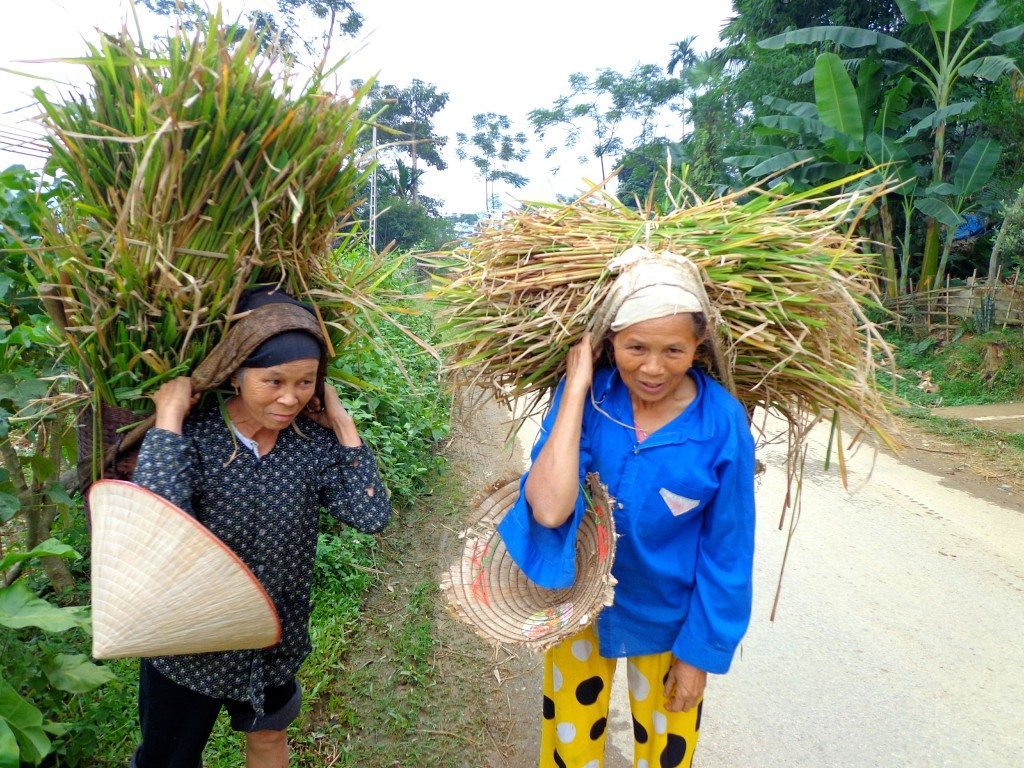Rural women collecting rice in Vietnam