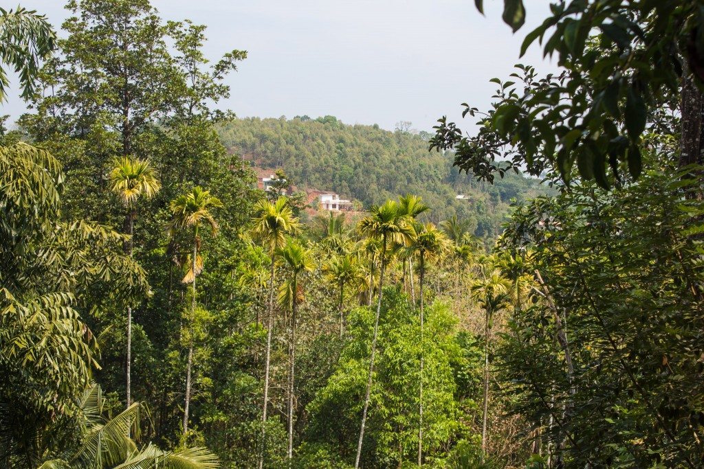 The plantation at Pranavan Homestay 