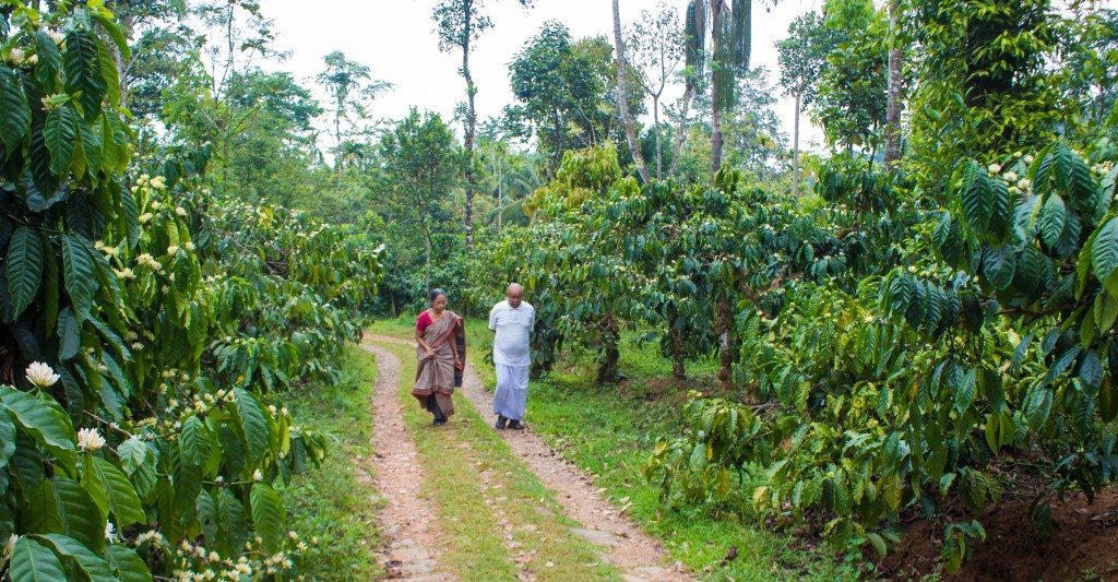 Touring the plantation at Pranavan Homestay 