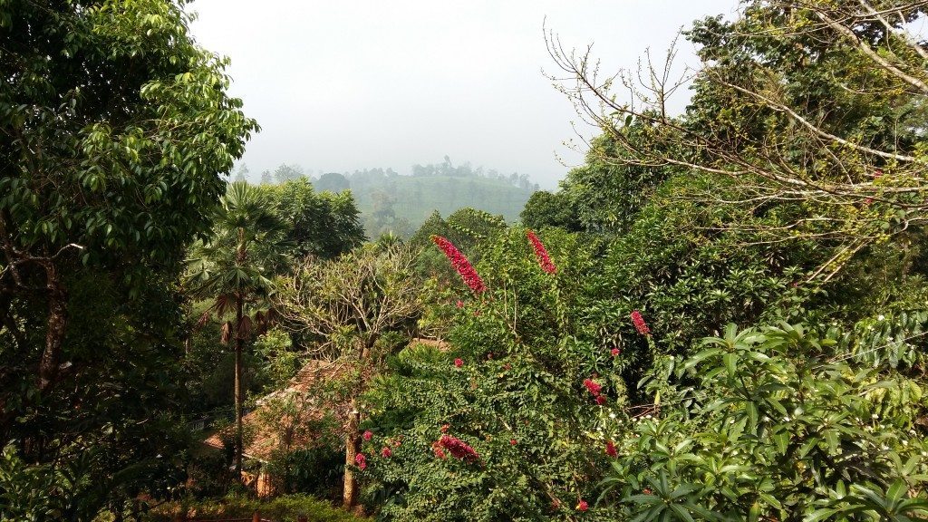 the views from pranvam homestay 