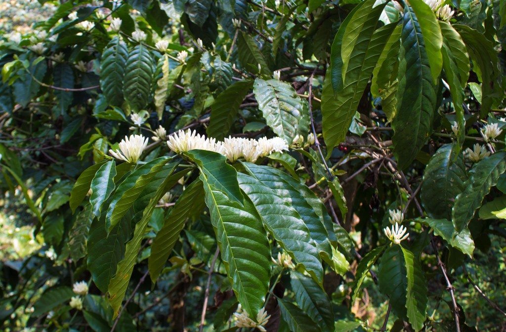 coffee plants wayanad homestay_