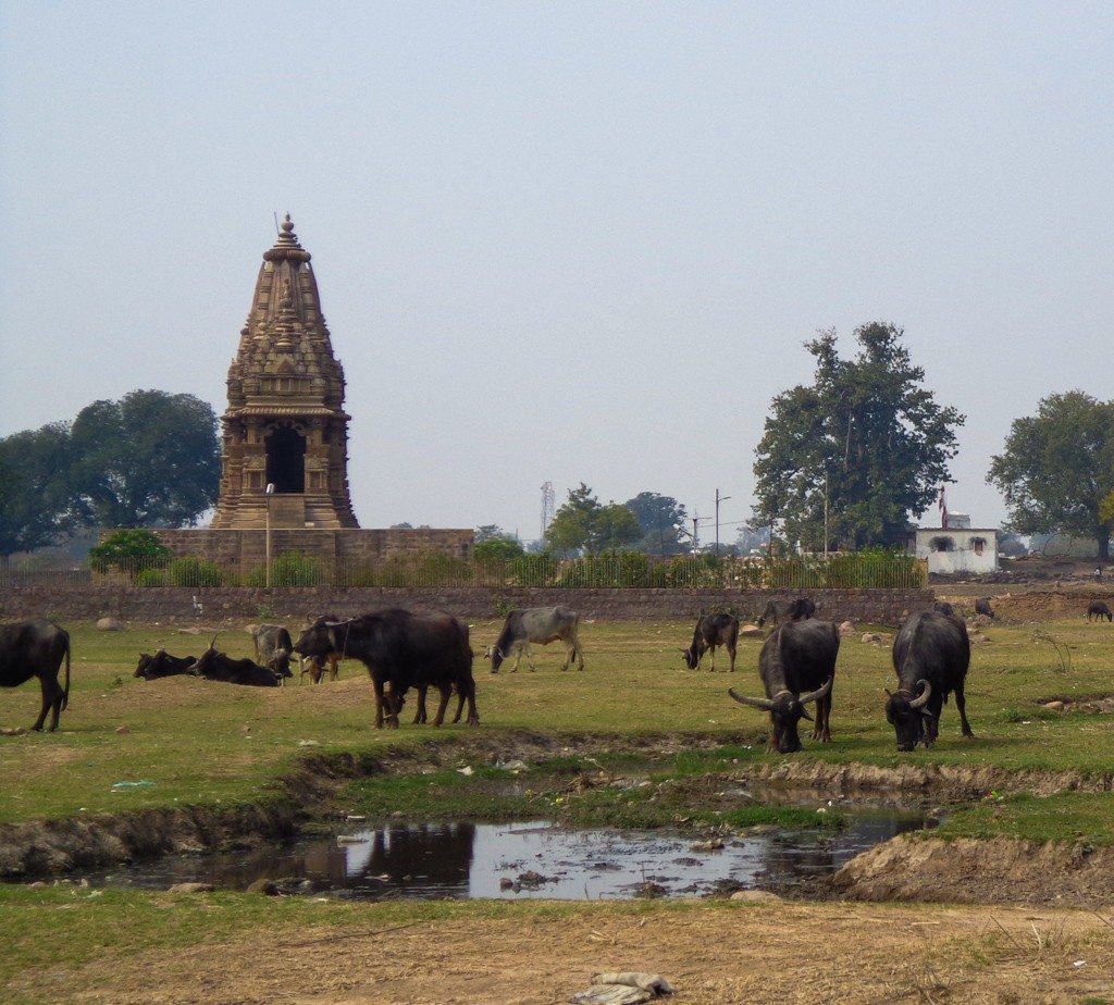 Buffaloes and ancient temples in the countryside around Khajuraho