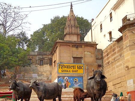 ghats buffalo