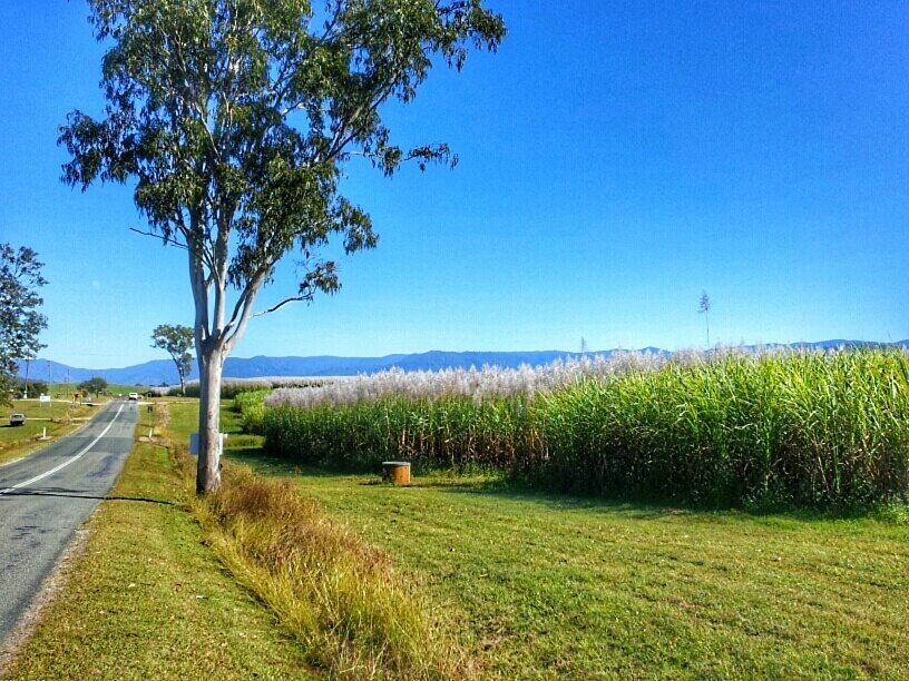 Surrounded by nothing by fields of sugar cane in the Queensland countryside