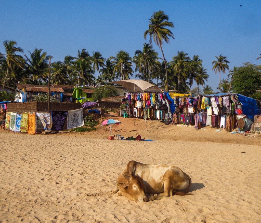 Cows chilling on Anjuna Beach, Goa