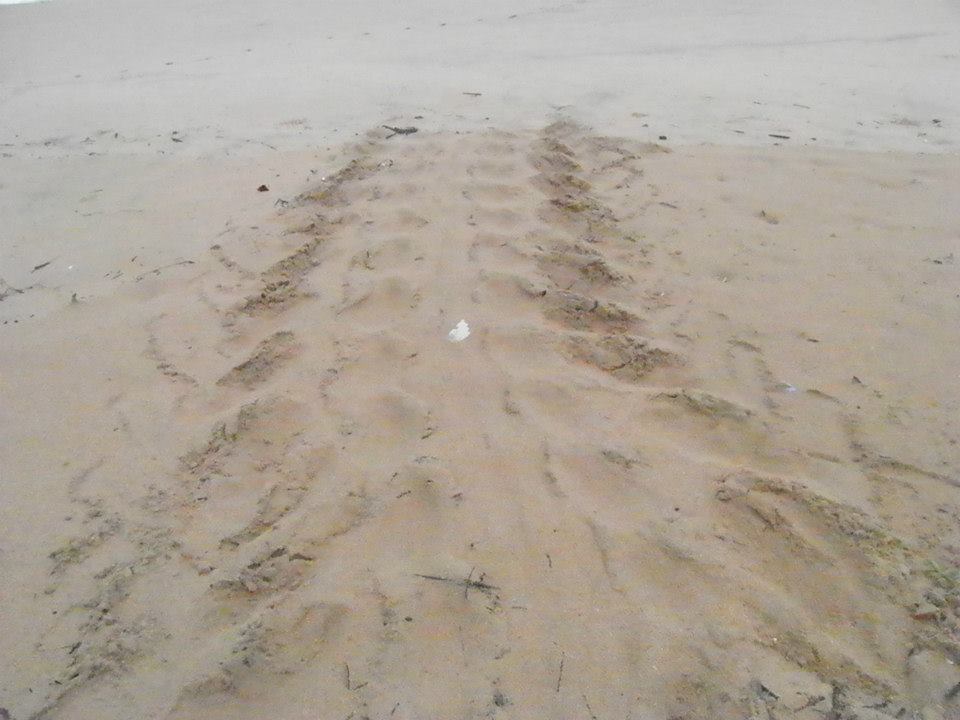 The tracks of the leatherback turtle across the beach
