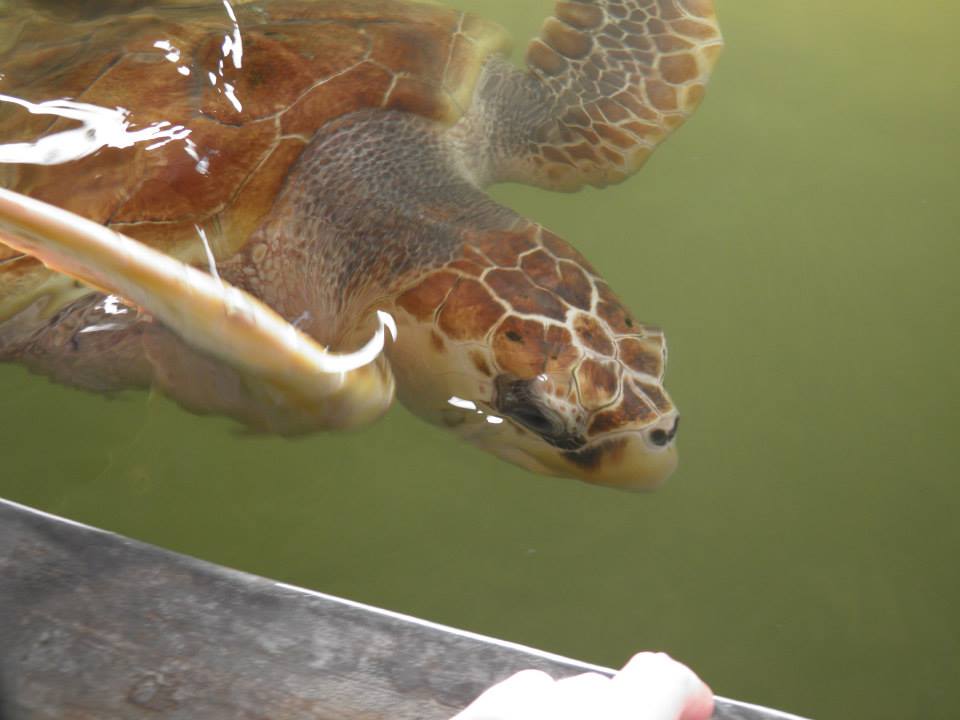 Turtle conservation in Sri Lanka