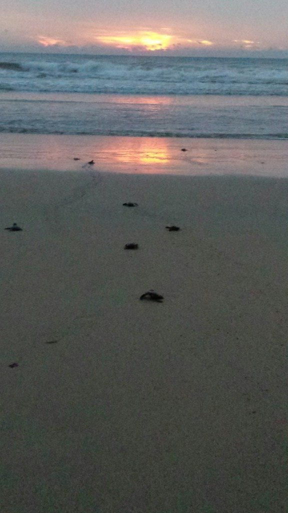 Releasing turtles at sunset 