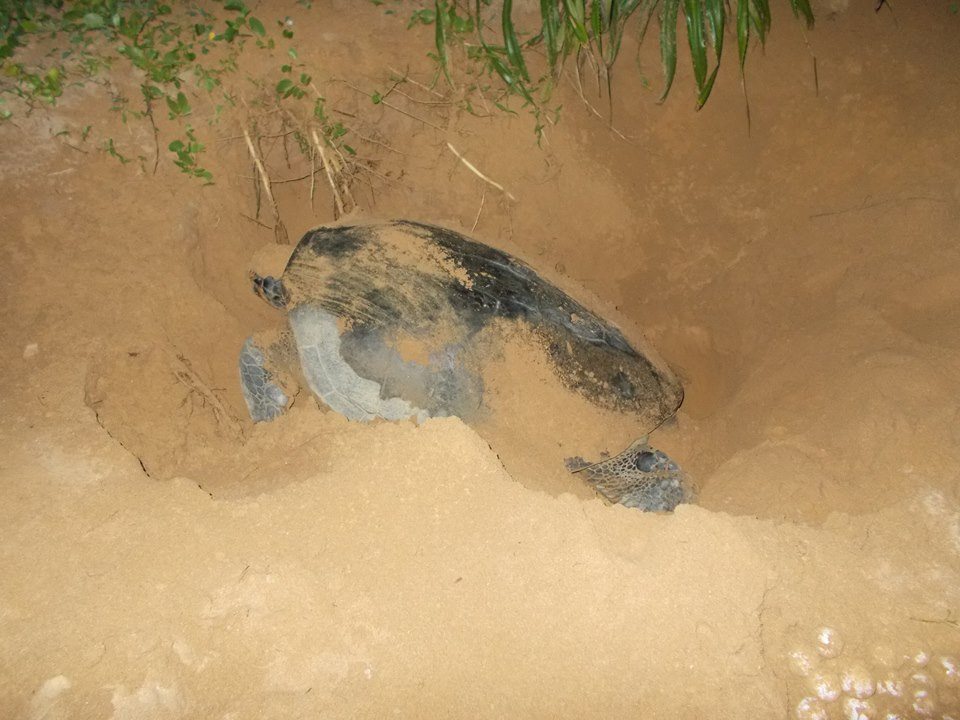 turtle laying eggs