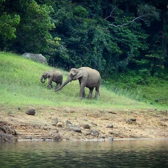 Spotting an elephant in the wild at Periyar Reserve in Thekkady, Kerala