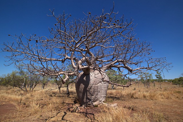 Boab Tree