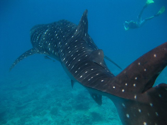 whale sharks