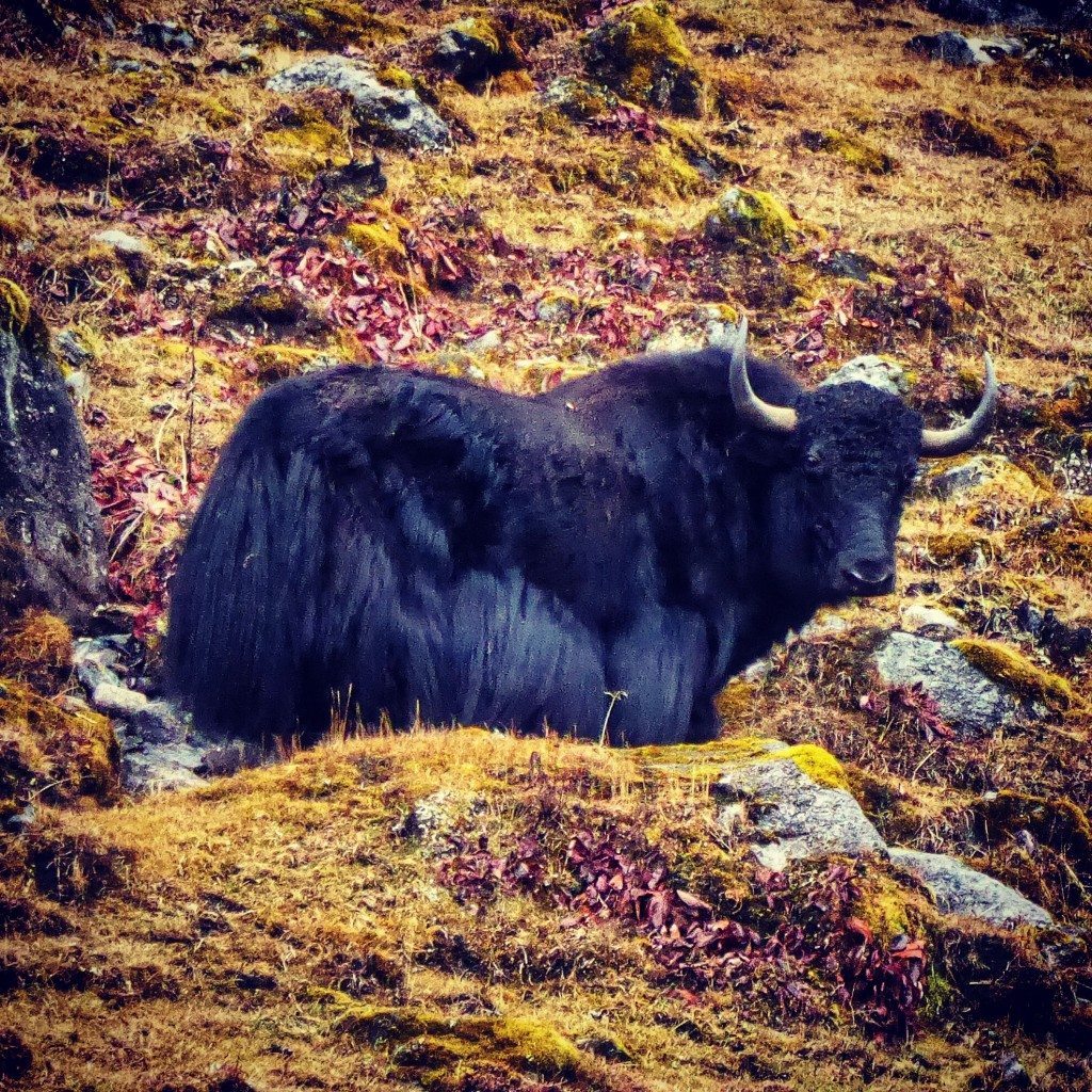 yak in tawang Arunachal Pradesh