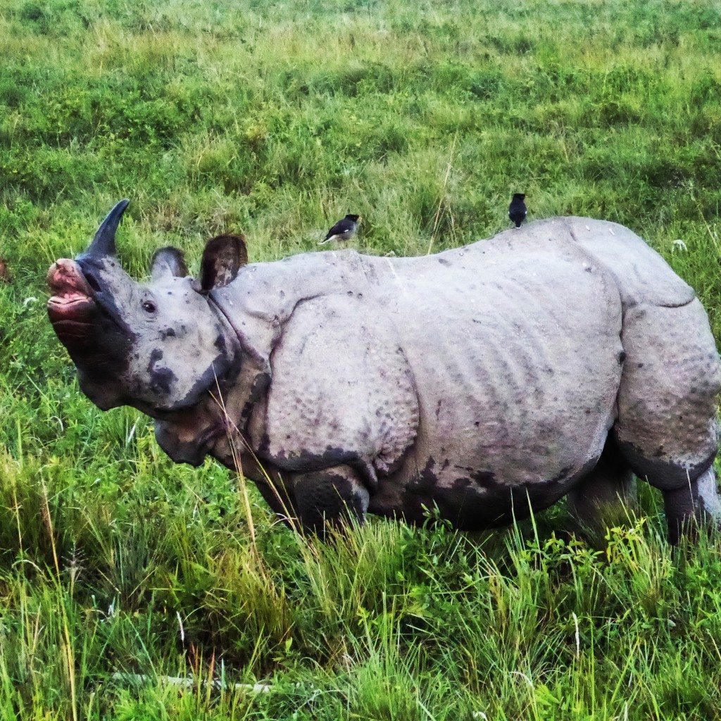 Rhino in Kaziranga National Park, Assam