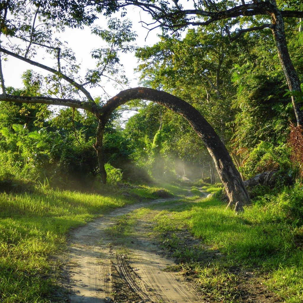 Driving through the jungle in Kaziranga National Park