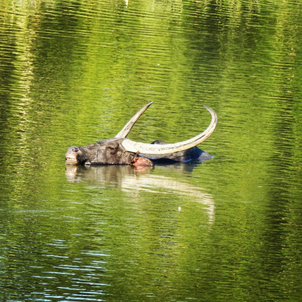 Water buffalo swimming in Kaziranga National Park