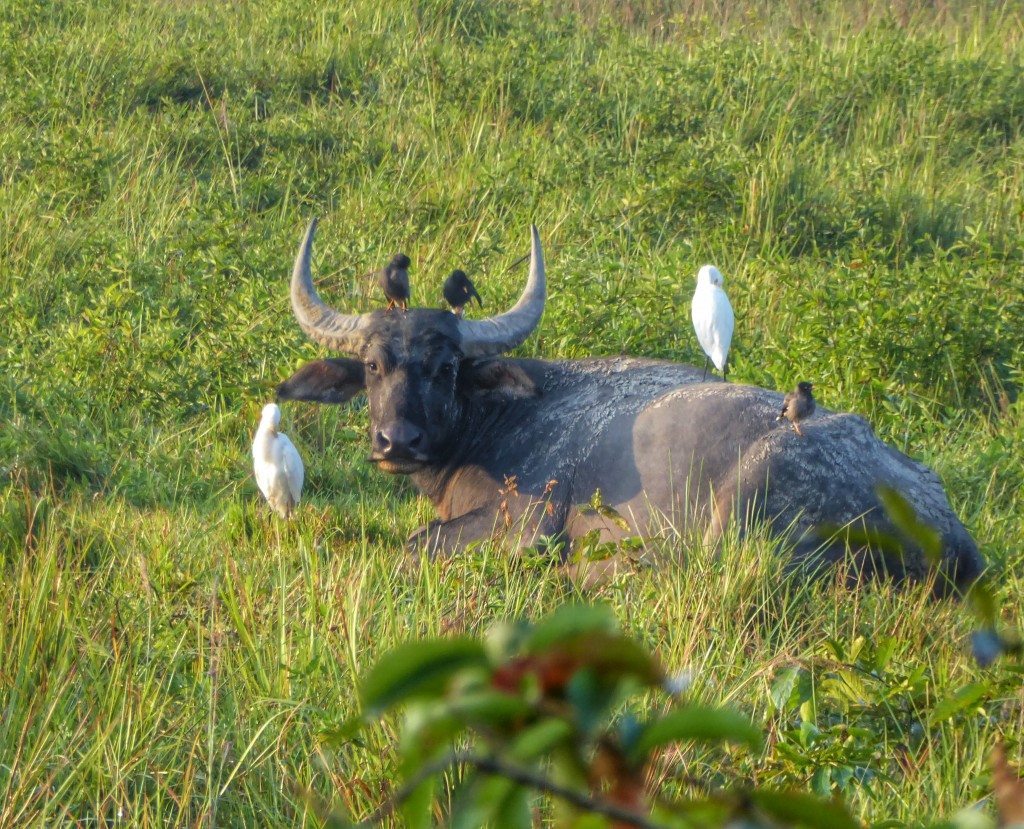 Buffalo in Kaziranga National Park