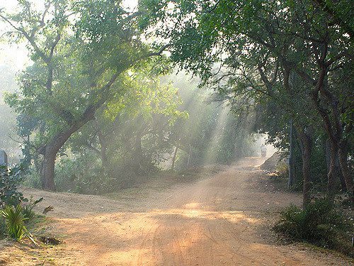 Tree lined tracks around Auroville