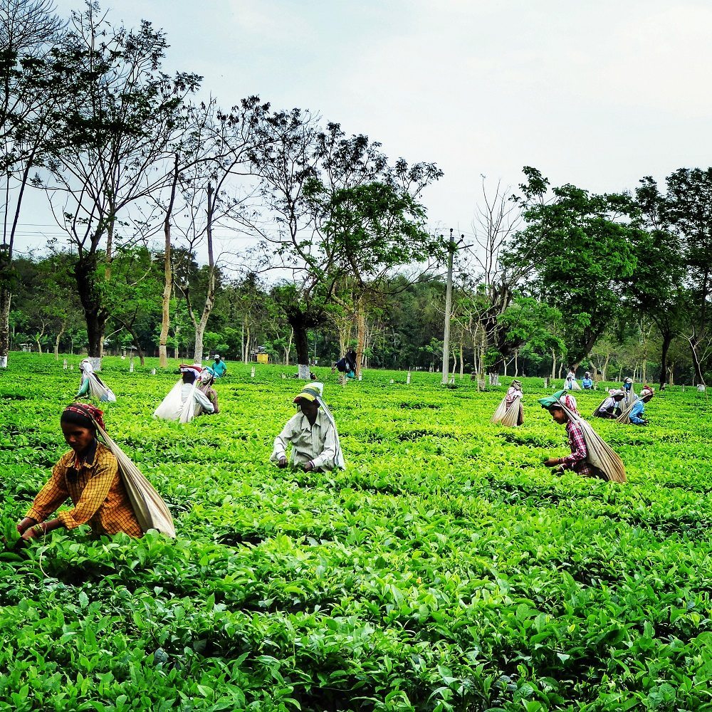Tea plantations in Assam, North East India