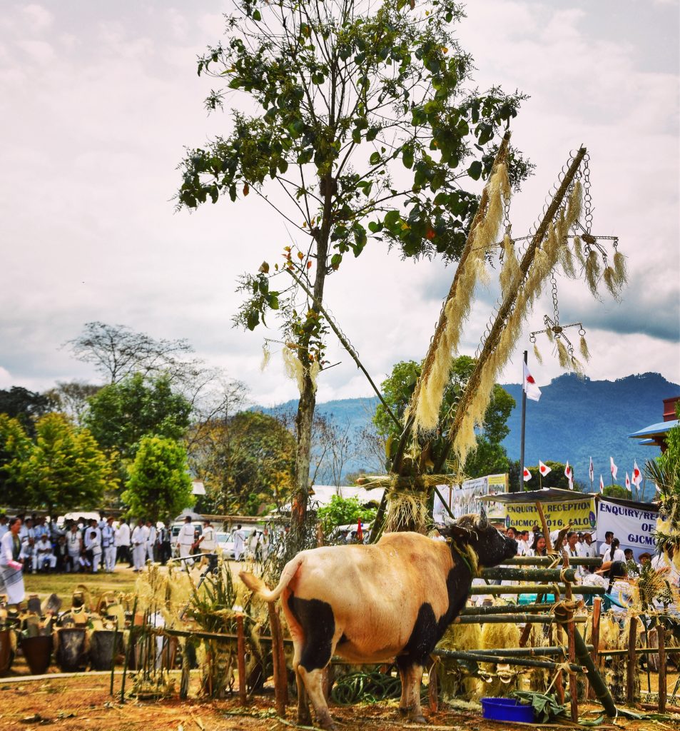 The sacrafice of the mithun is the main event of the Mopin festival