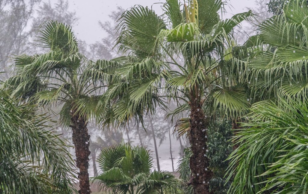 tropical rain and palm trees in monsoon in India