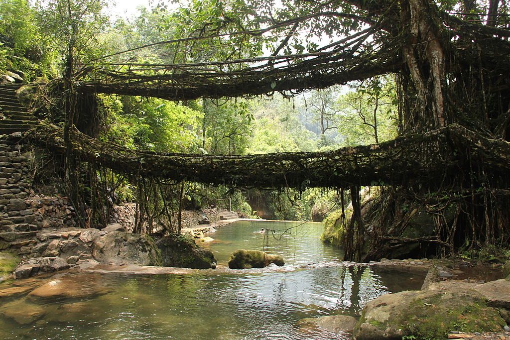 1024px-Living_root_bridges,_Nongriat_village,_Meghalaya2