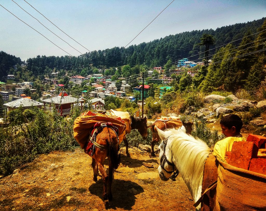 As there are no roads in Dharamkot donkeys have to be used to carry all supplies