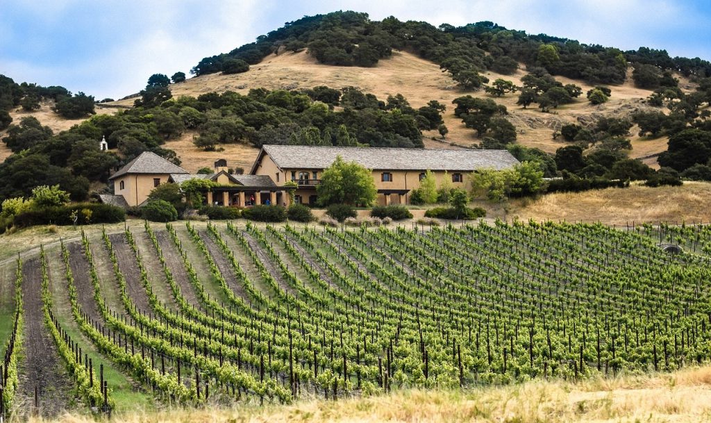 vineyard-1096841_1280